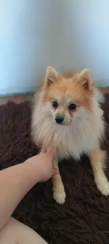 Lulu da Pomerânia 
