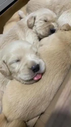 Filhotinhos de Golden