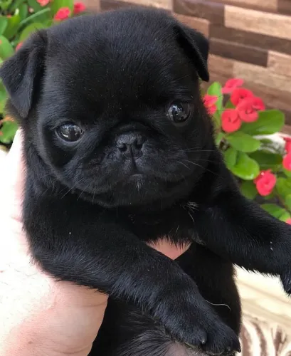 Fêmea pug filhote disponível
