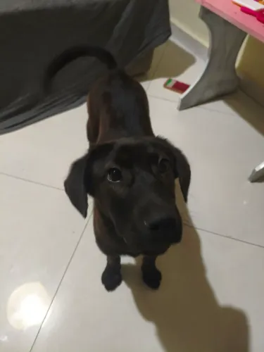 Cachorrinha Cacau