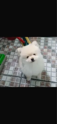 Lulu da pomeranea branco com 50 dias vacinado 
