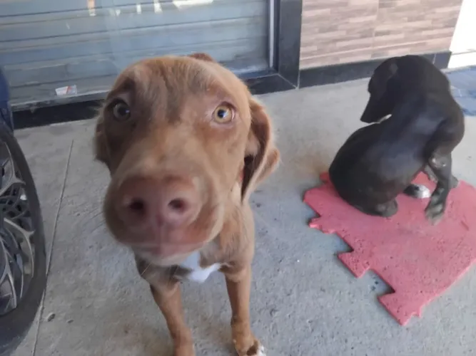 Cães para adoção