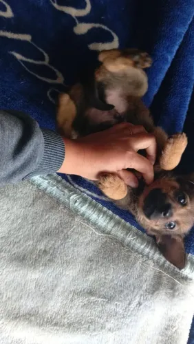 Doação machinho de pincher X lhasa olhos verdes