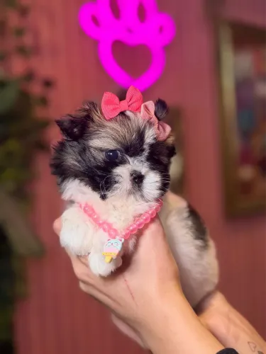 Shih tzu ! Um Encanto 