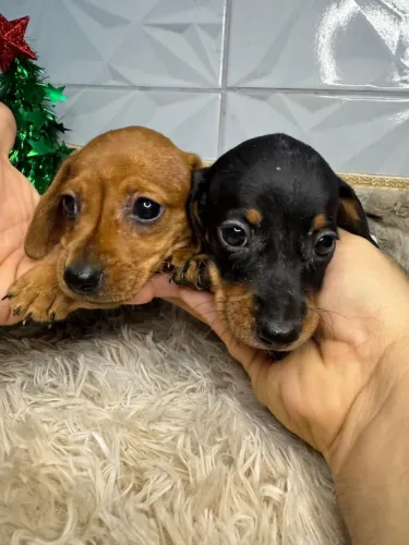 Dachshund SALSICHA macho miniatura com pedigree