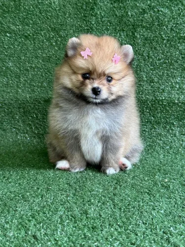 Lulu da Pomerania fêmea laranja