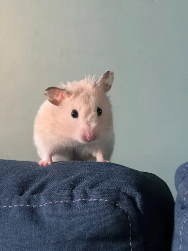 Hamsters sírios