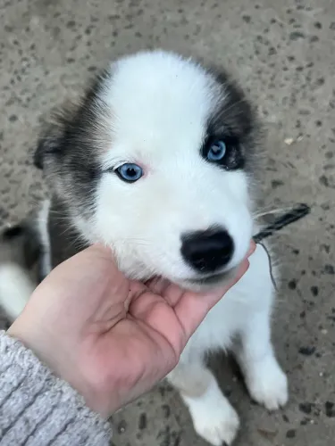 Husky macho 2 meses 