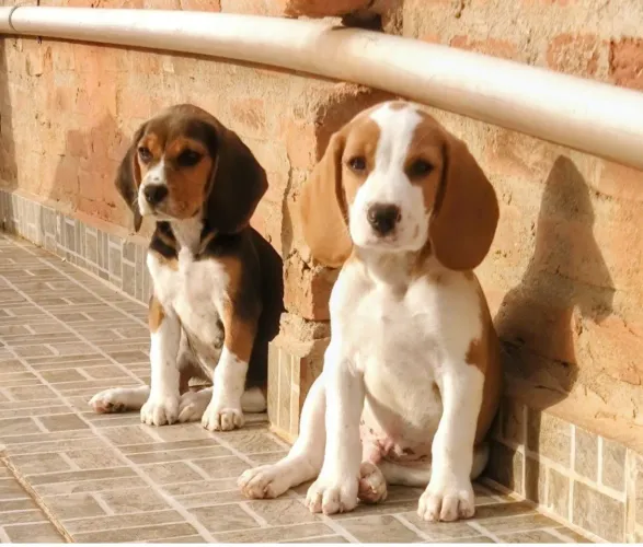 Com pedigree bicolor e tricolor - beagle 