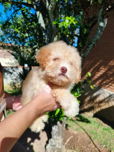 Poodle - Pequenas fofuras criadas com carinho e dedicação