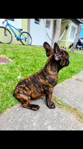 Bulldog Francês acho tigrado