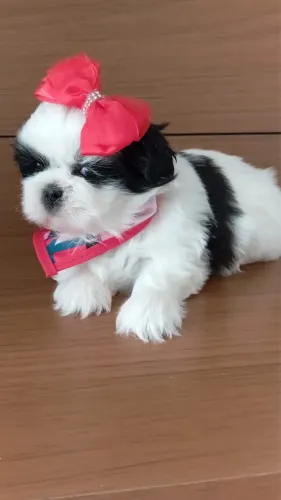 Shihtzu Fêmea Pandinha Padrão Europeu com pedigree