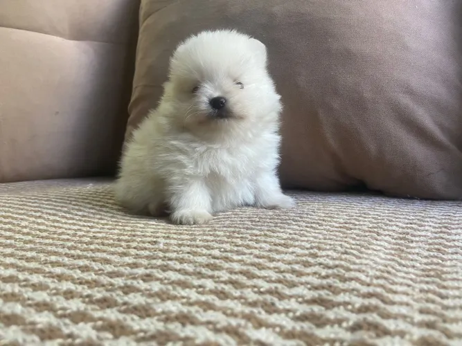Lulu macho lindo microchipado