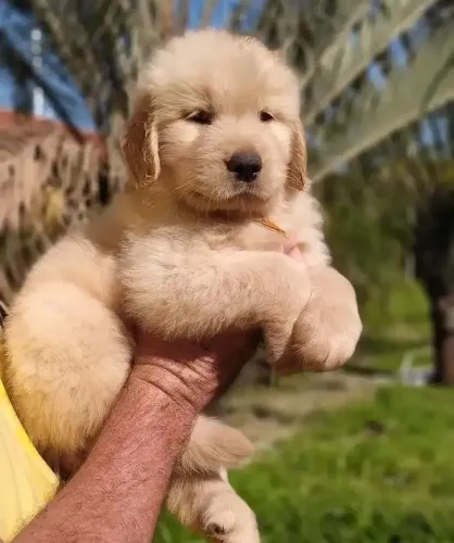 Filhotes de Golden Retriever