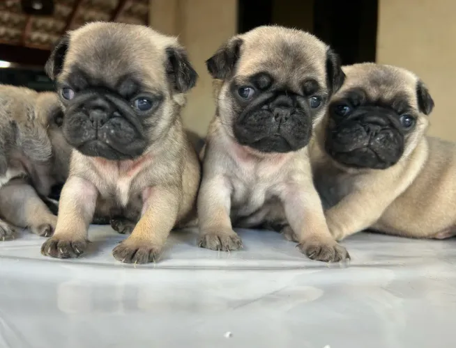 Filhotes de Pug Machos e fêmea