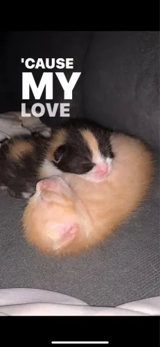 Gatinhos