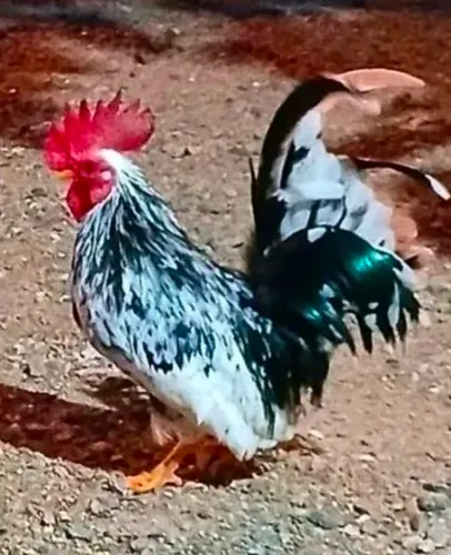 Garnizé Disponível