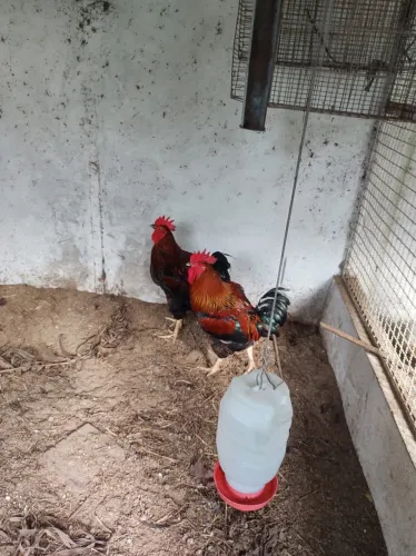 Galo e galinha sedosa