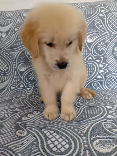 Lindissimo macho de golden retriever