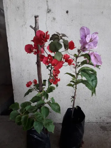 Kit com 2 mudas de Bougainville ou Primavera  Vermelha + Rosa Claro, enraizadas  com 50cm