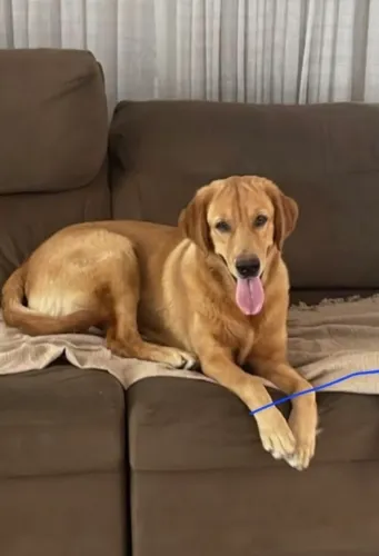 Filhite labrador/ golden