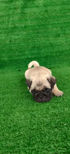 Filhote de Pug Macho