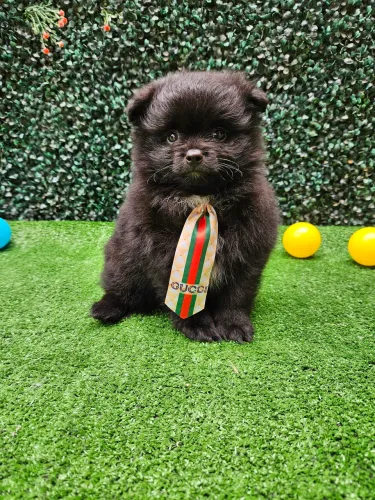 Spitz Alemão anão Lulu da Pomerania