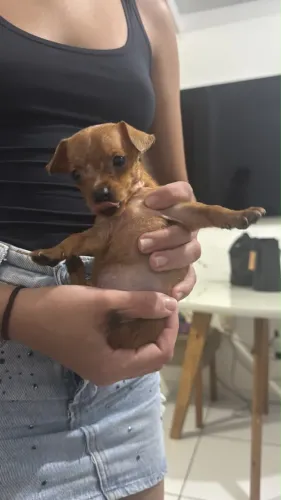 cachorro pinscher