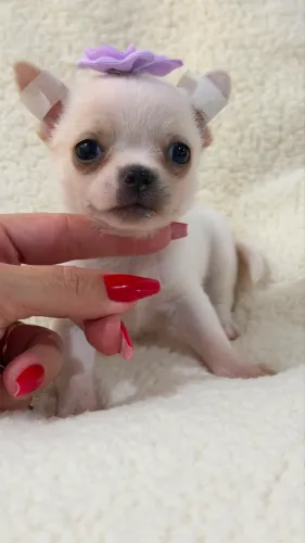 Chihuahua mini com alta qualidade e excelente linhagem