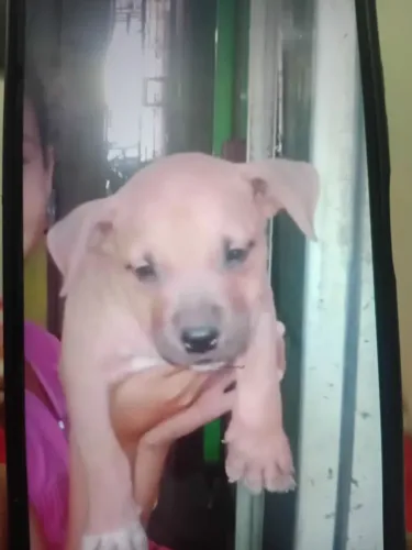 Vende se filhote de pit moster