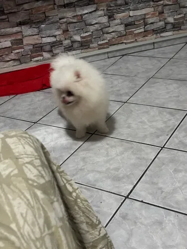 Lulu da pomeranea russo 