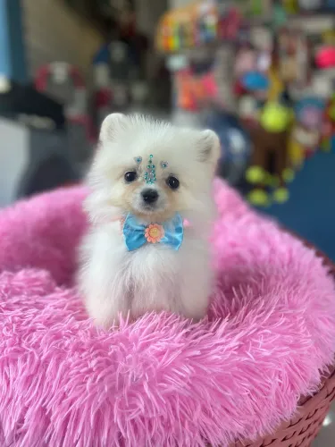 Spitz alemão $4.500,00 fêmea