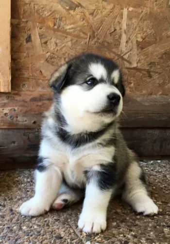 Filhote de Husky Siberiano Com Beleza Marcante e Muito Carisma