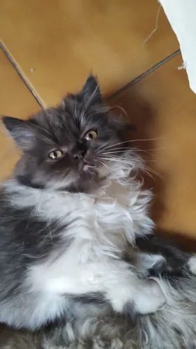 GATO PERSA MACHO