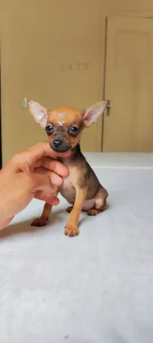Pinscher - Filhote com carinho garantido 