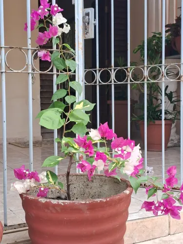 Jardim