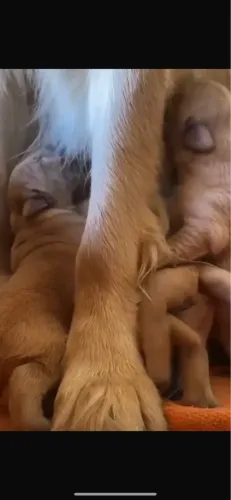 Filhotes de Golden para doação responsável