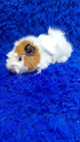 Porquinho da índia bicolor (machinho)