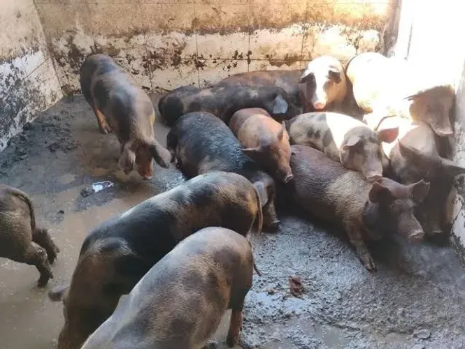 Urgente! Doação de Filhotes de Porquinho (Lindo Lote / Adoção Responsável)