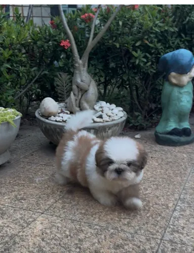 Shih-tzu com pedigree +kit acessórios 