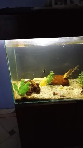 Aquário 200 litro junto com bomba de ar e aquecedor