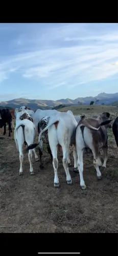 Bezerros zebuados