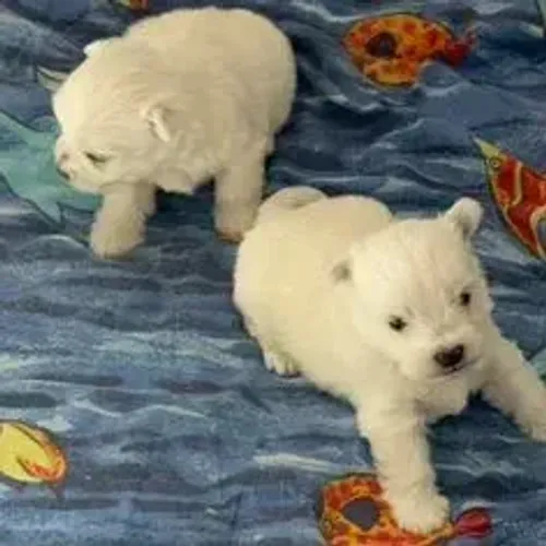 West Terrier Filhote Muito Especial