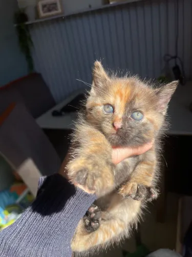 doa se gatinha femea