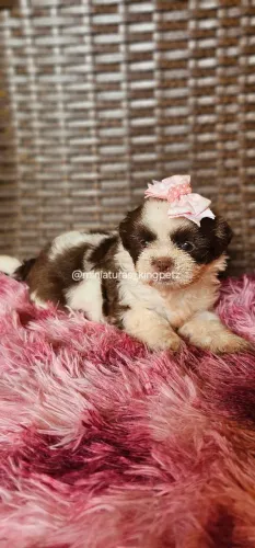 Filhotes de Shih-tzu mini exelente padrão pra quem é exigente