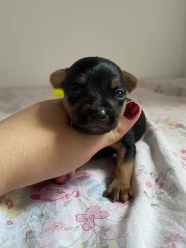 Vendo pinscher 