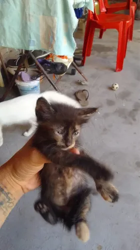 Gatinhos fofos pra adoção