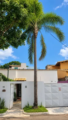PALMEIRA À VENDA - 7 METROS DE ALTURA