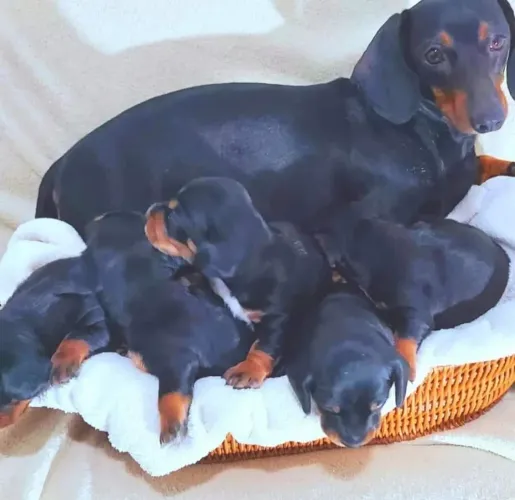 Dachshund