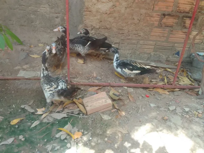 Patos